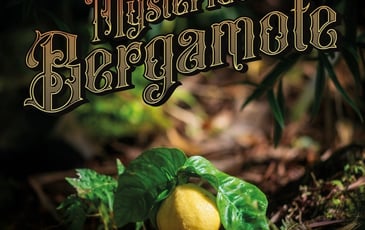 Exposition - Mystérieuse bergamote