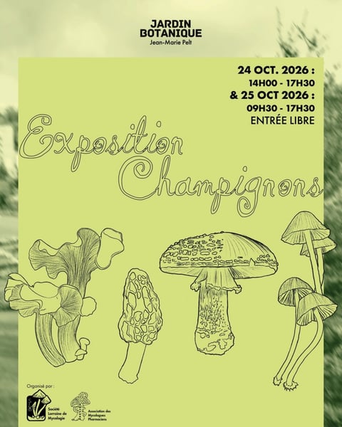 Exposition - Champignons
